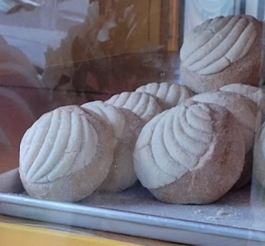 Conchas blancas en la vitrina · White conchas in the case